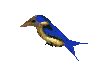 +bird+animal+blue+bird++ clipart