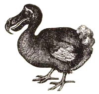 +bird+animal+dodo++ clipart