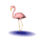+bird+animal+flamingo+s+ clipart