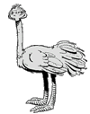 +bird+animal+ostrich+s+ clipart
