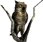 +bird+animal+owl++ clipart