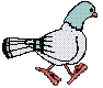 +bird+animal+pidgeon+s+ clipart