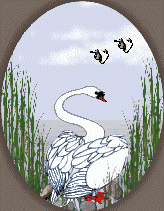 +bird+animal+swan+s+ clipart