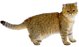 +animal+cat+wagging+tail++ clipart