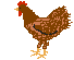 +animal+farm+bird+brown+hen++ clipart