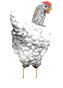 +animal+farm+bird+white+chicken++ clipart