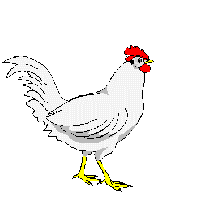 +animal+farm+bird+white+chicken+pecking++ clipart