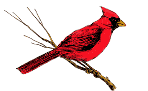 +bird+Cardinal+on+branchAnimation+ clipart