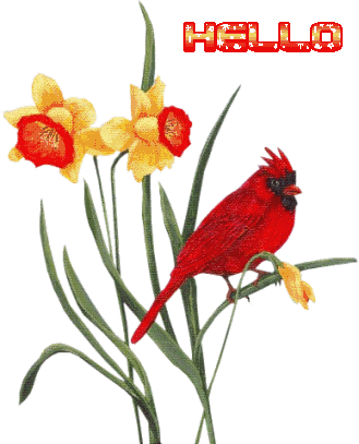 +bird+Hello+Cardinalwith+Daffodils+Animation+ clipart