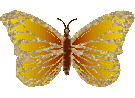 +insect+Butterfly+Animation+ clipart