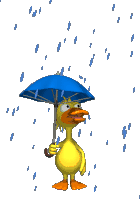 +weather+nature+duck+and+rain++ clipart