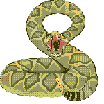 +country+rattle+snake+s+ clipart