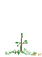 +plant+nature+growing+tree++ clipart