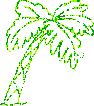 +plant+nature+palm+tree++ clipart
