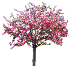 +plant+nature+sparkling+tree+of+blossom++ clipart