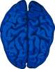 +blue+brain+organ+ clipart