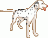 +dog+dalmation+ clipart