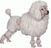 +poodle+dog+ clipart