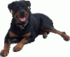 +rotweiler+dog+ clipart
