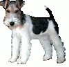 +terrier+dog+ clipart