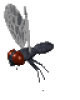 +flying+bug+animation+ clipart