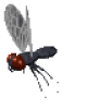 +flying+bug+animation+ clipart