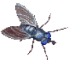 +flying+bug+animation+ clipart