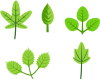 +leaves+green+plants+ clipart