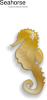 +seahorse+ clipart